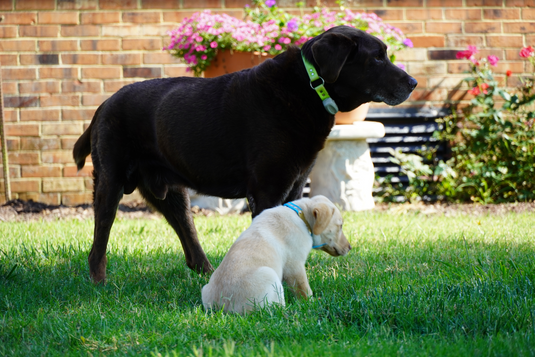 In-Ground Dog Fences