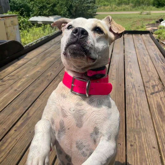 Rechargeable Bark Collars