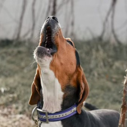 Battery Operated Bark Collars