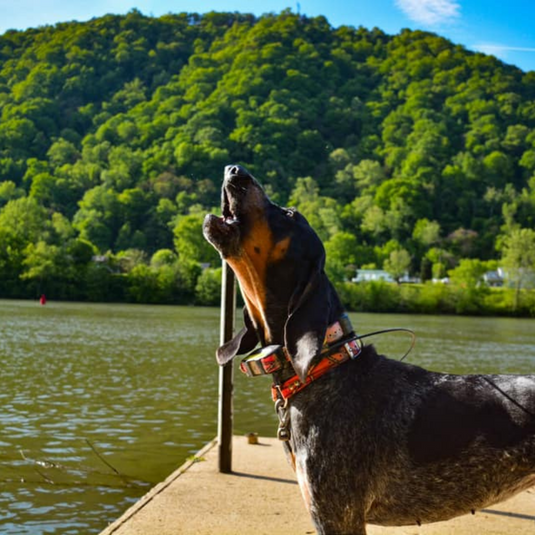 Bark Collar Accessories