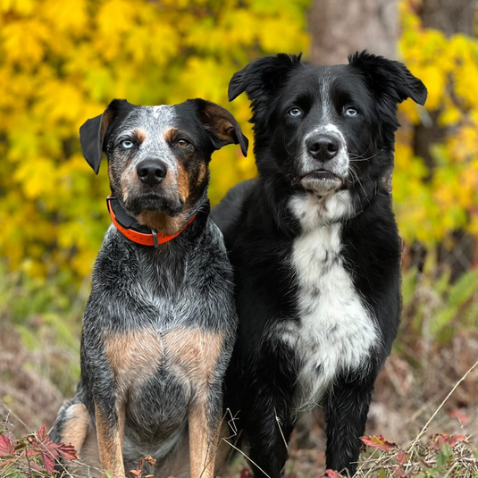 Basic Collars