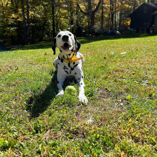 Dog Fence Accessories