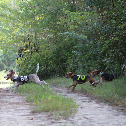 Field Trial Dogs