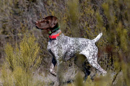 Bark & Remote Trainers