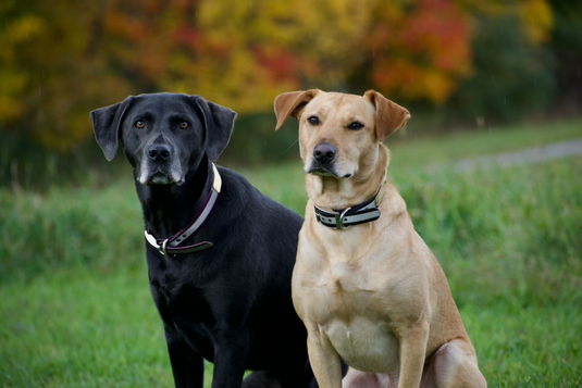 Name Tags, Collars, & Leashes