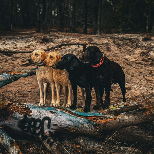 Up to 6 Dogs Remote Trainers