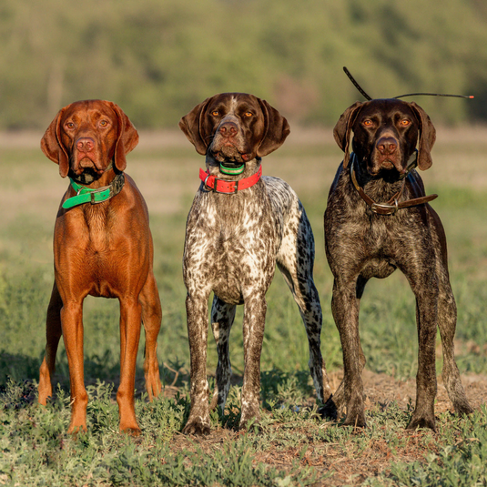 Up to 3 Dogs Remote Trainers