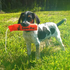 Small Scent Strip Dog Training Dummy