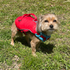 Surf N Turf Dog Life Jacket