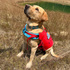 Surf N Turf Dog Life Jacket