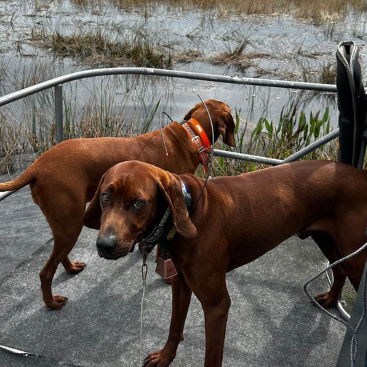 Field Trial Training Supplies Outdoor Dog Supply