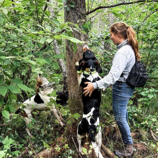 Treeing & Baying Dogs